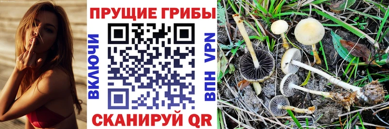 купить  сайты  Новозыбков  Псилоцибиновые грибы мухоморы 
